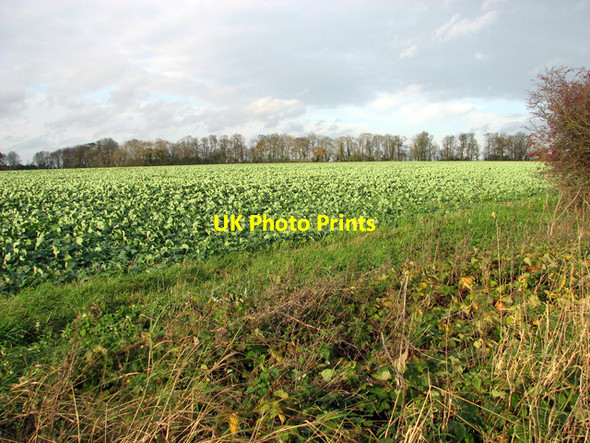 Photo 6"x4" Next year's oilseed rape crop by Long Belt Colkirk c2011