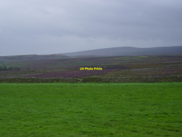 Photo 6"x4" Heather on Langsett Moors, Yorkshire Soughley c2008