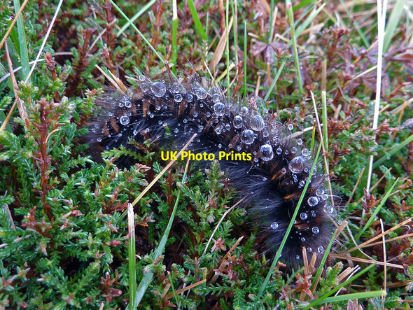 Photo 6"x4" An unidentified hairy caterpillar, Greshornish Kildonan\/NG3554 c2011