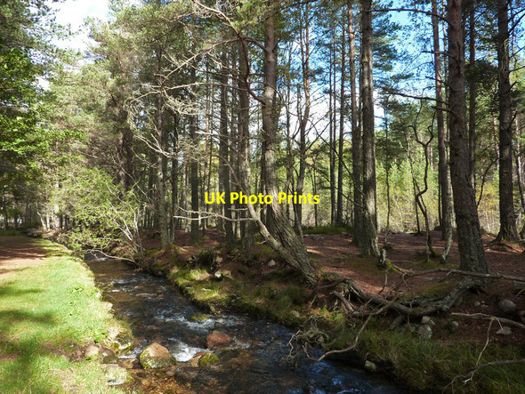 Photo 6"x4" Island in Am Beabaidh, Rothiemurchus campsite Coylumbridge c2011