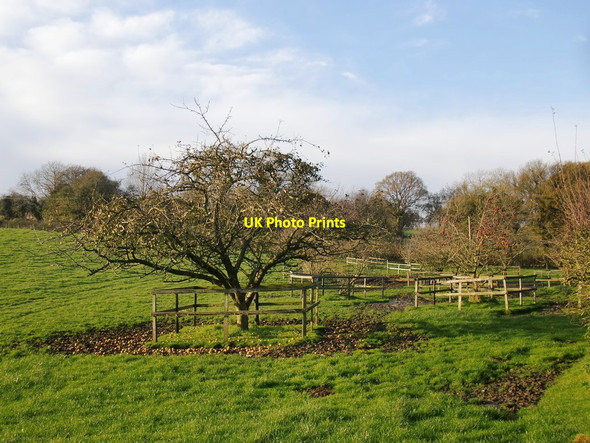 Photo 6"x4" Fruit trees near Yew Tree Cottage (and a treat for the horses?) Chilgrove c2011