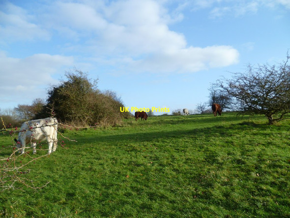 Photo 6"x4" Cattle grazing on St Catherine's Hill Winchester c2011