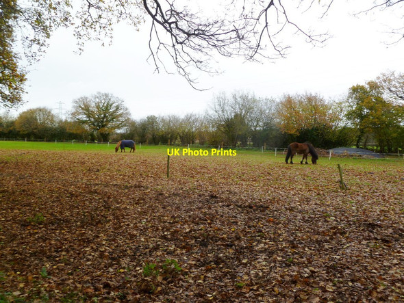 Photo 6"x4" Wedge Hill, paddocks Dewlands Common c2011
