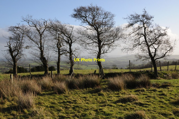 Photo 6"x4" Bare winter trees Craswall\/SO2934 c2011