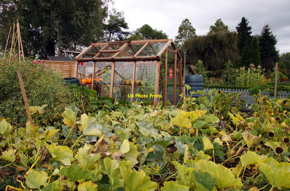 Photo 6"x4" The vegetable garden Bulkeley Hall\/SJ7342 c2011