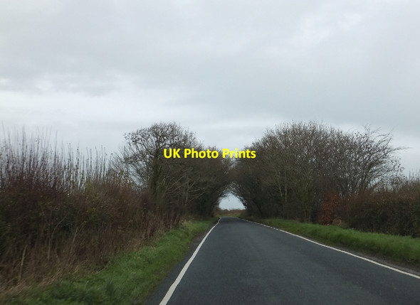 Photo 6"x4" An avenue of trees on the minor road from Farway to Honiton Honiton\/ST1600 c2011