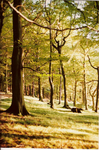 Photo 6"x4" 12 Acre Woods Eckington Plumbley c1989