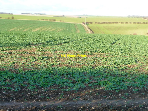 Photo 6"x4" Crop field on the east side of South Dale Hunmanby c2011