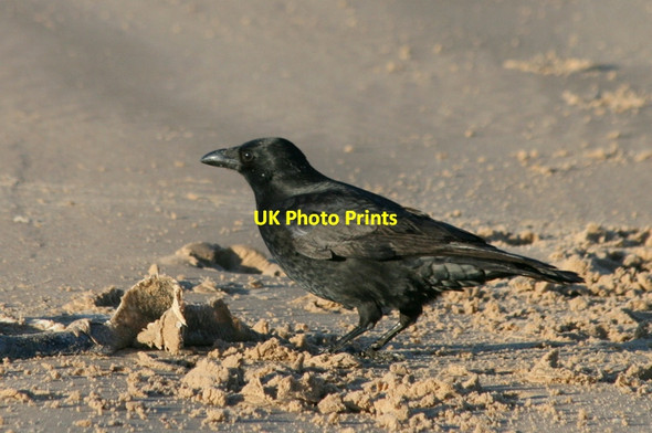 Photo 6"x4" Carrion Crow on the East Beach Lossiemouth c2011