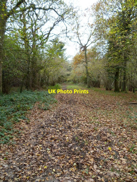 Photo 6"x4" Bridleway in Tenantry Copse (1) Burpham\/TQ0408 c2011