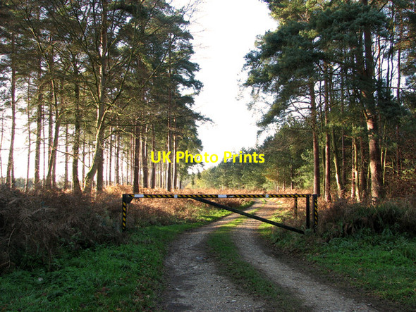 Photo 6"x4" Track to Spinks Lodge, Elveden Elveden c2011