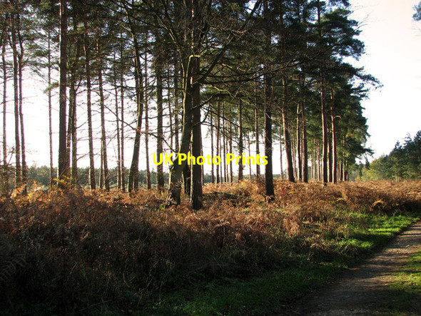 Photo 6"x4" Trees on the edge of Upper Elvedon Warren Elveden c2011