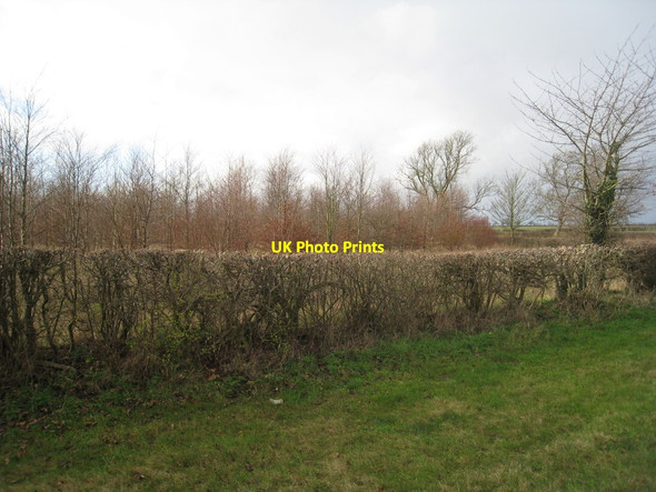 Photo 6"x4" Young plantation near the Poplars Wellingore c2011