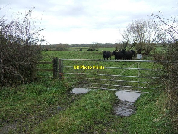 Photo 6"x4" A footpath to cows! Earthcott Green c2011