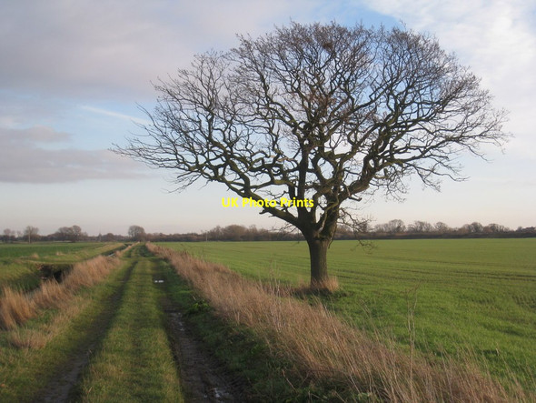 Photo 6"x4" Tree by Ings Lane Snaith c2011