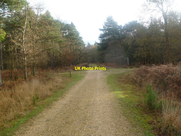 Photo 6"x4" Burley New Inclosure, track junction Burley Lawn c2011