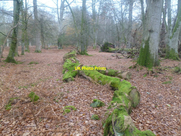 Photo 6"x4" Burley Old Inclosure, felled tree Burley Lawn c2011