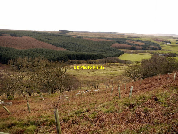 Photo 6"x4" Woodland on slope west of Eastnook Elsdon\/NY9393 c2011
