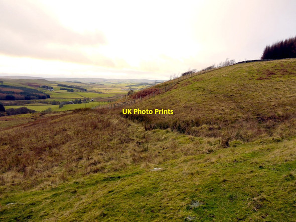 Photo 6"x4" Enclosed area of woodland west of Eastnook Elsdon\/NY9393 c2011