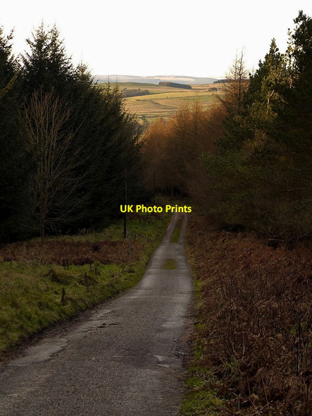 Photo 6"x4" Minor road west of Whitlees Elsdon\/NY9393 c2011