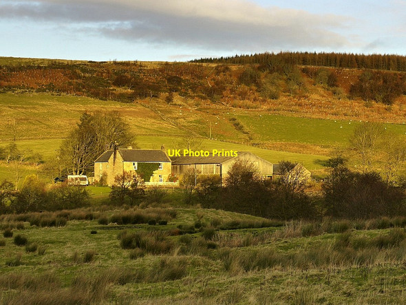Photo 6"x4" Whiskershiel Farm Elsdon\/NY9393 c2011
