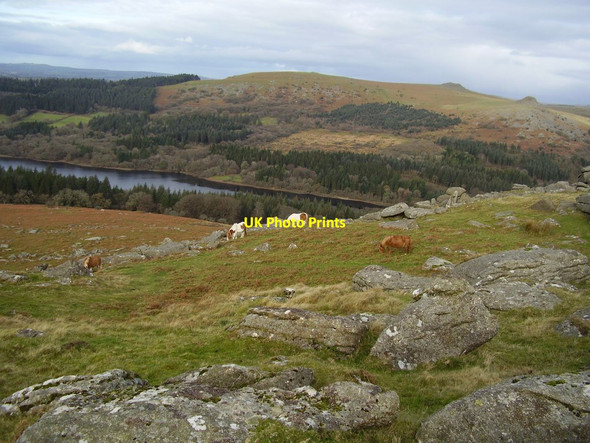 Photo 6"x4" Ponies on the moor Sheepstor c2011