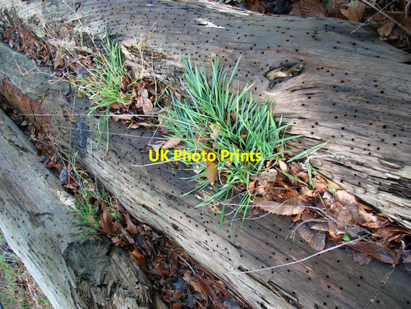 Photo 6"x4" Old logs beside the B1107 road to Brandon Santon Downham c2011