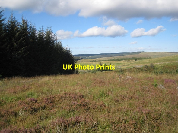 Photo 6"x4" Forest Track towards Smales Stannersburn c2011 P1