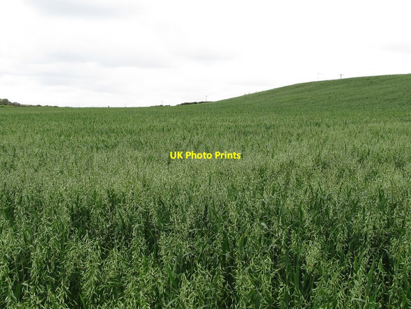 Photo 6"x4" Crop land on raised beach north of Corbet Head Killough c2011