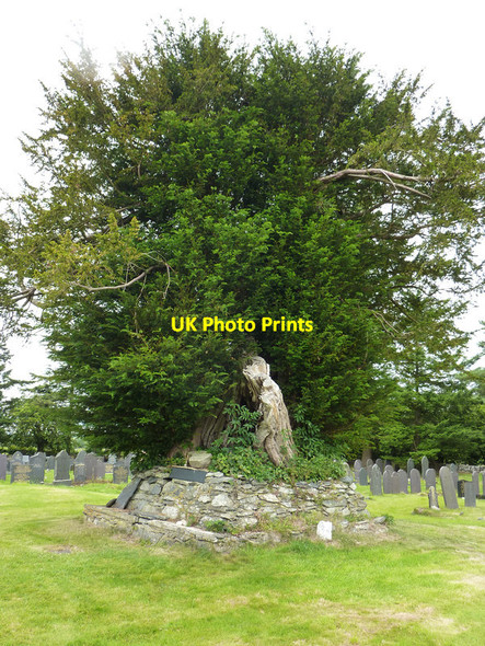 Photo 6"x4" Yew tree in the churchyard at Strata Florida Strata Florida c2011