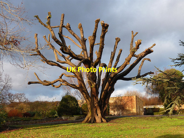 Photo 6"x4" Holm oak, Norwood Grove (2) Streatham c2011