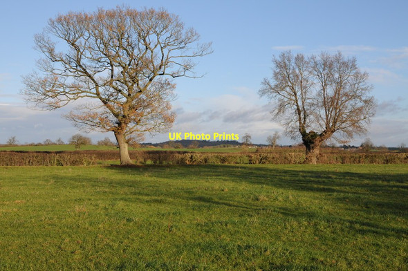 Photo 6"x4" Trees in a hedgerow Birdwood c2011