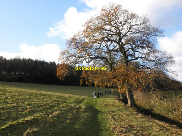 Photo 6"x4" Beech trees, on Little Headon Common Bratton\/SS9446 c2011