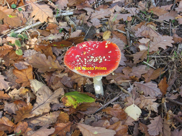 Photo 6"x4" Fly Agaric (Amanita muscaria) by Eymore Wood, near Trimpley Holbeache c2011