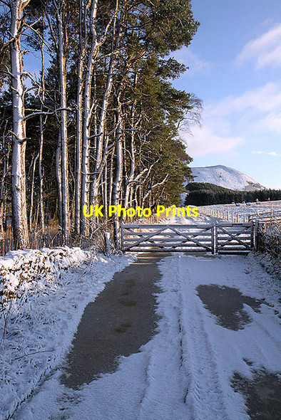 Photo 6"x4" A track at Bowdenmoor Faughill c2011