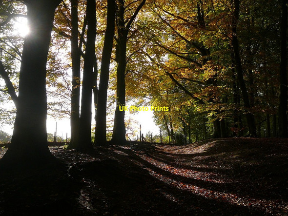 Photo 6"x4" Track through autumn colours, Delamere Forest Hatchmere c2011