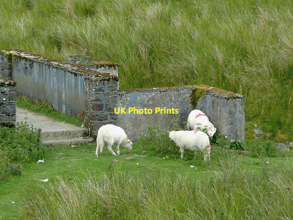 Photo 6"x4" Sheep by the Llyn Egnant dam, Ceredigion Bryn Llyn Egnant c2011