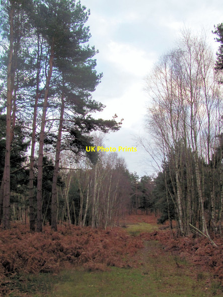 Photo 6"x4" A Track on Cockcrow Hill, Wisley Common Wisley c2011