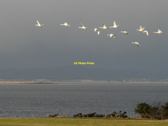 Photo 6"x4" Whooper swans by the Moray Firth Balnabruach c2011