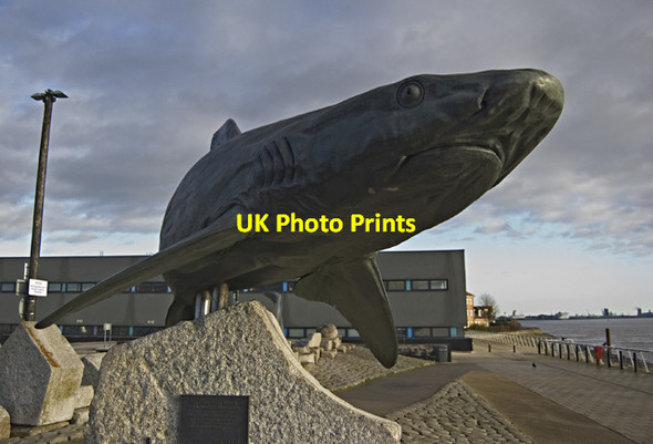 Photo 6"x4" Shark by the Humber, Hull Kingston upon Hull c2011