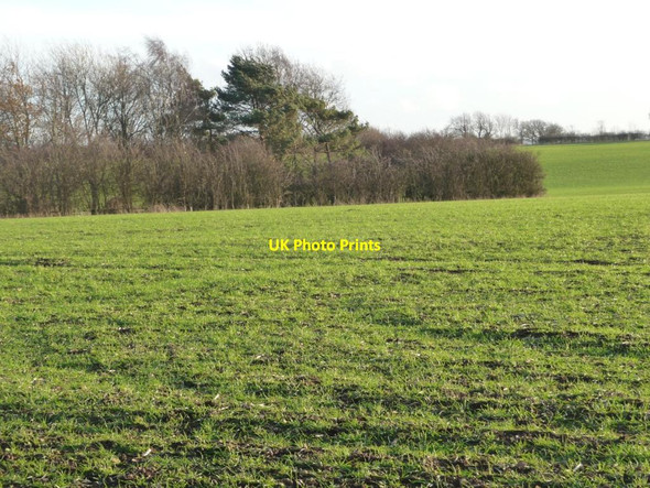 Photo 6"x4" Small tongue of woodland, south of Apethorpe Road Nassington c2011