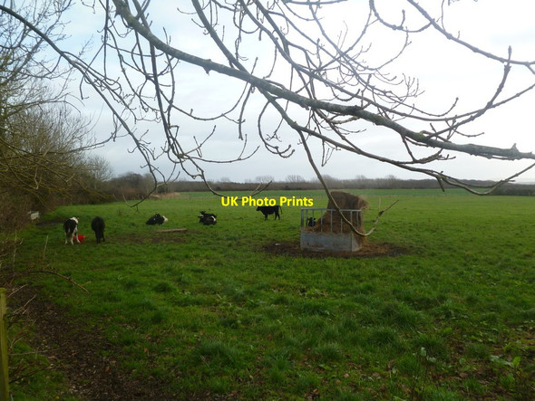 Photo 6"x4" Lymore, heifers Everton\/SZ2994 c2011