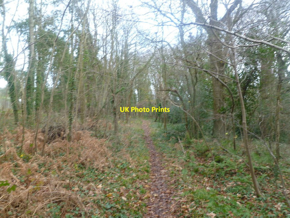 Photo 6"x4" Efford, copse Lymington c2011