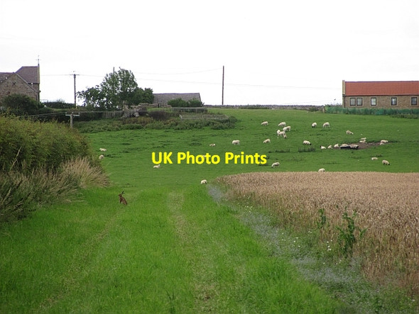 Photo 6"x4" Wheat, Allerdean Ancroft Northmoor c2011