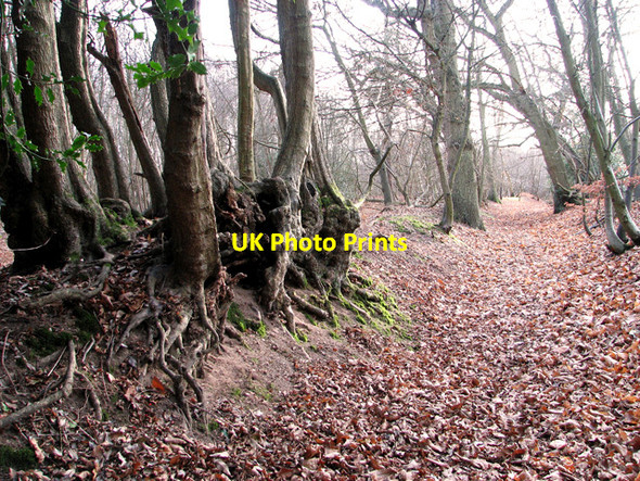 Photo 6"x4" A walk along Dead Lane, East Bergholt East Bergholt c2011