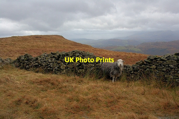 Photo 6"x4" Ruined Wall near Flesh Crags Ambleside c2011