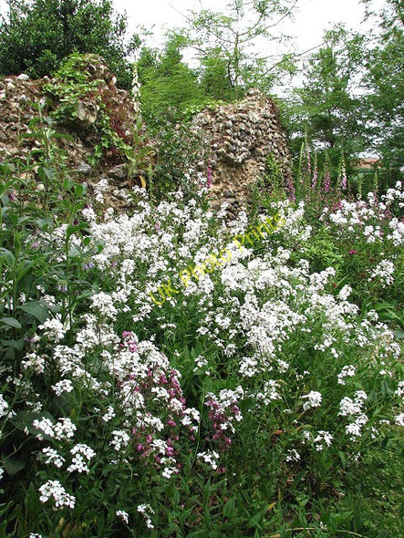 Photo 6"x4" St Andrew's church - the ruined chancel Thurning\/TG0829 c2008 P1