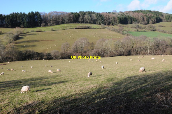 Photo 6"x4" Farmland below Garway Hill White Rocks c2012