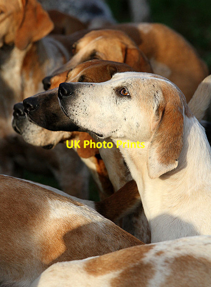Photo 6"x4" Foxhounds at the Buccleuch Hunt meet at St Boswells St Boswells c2012