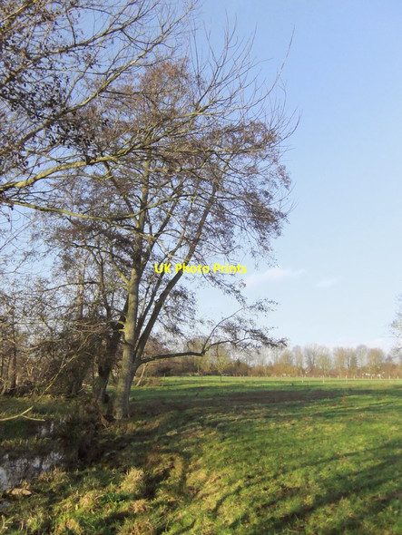 Photo 6"x4" Alders at Ankerwycke, near Wraysbury Egham c2012